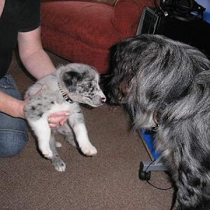 Ollie Meets His 'nipper' ,Milo For The First Time!