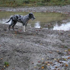 Would Seem The Grenades And Muddy Puddles Thing Has Been Passed Down
