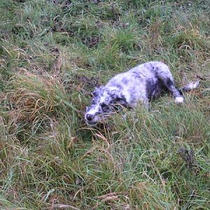 Trying Out The Collie Stalk