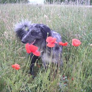 Remembrance