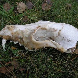 Some Poor Dog Met I'ts End Out Here