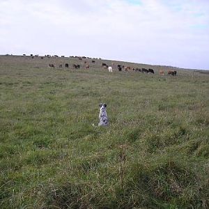 No Milo Cows Arn't That Small,they Are Far Away!