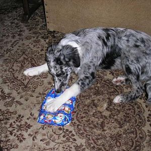 Milo's First Christmas