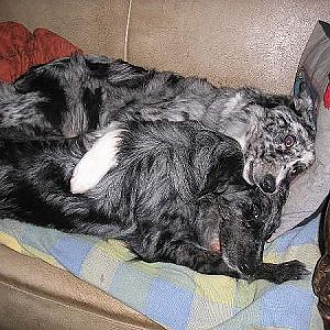Ok you two is there any chance I can sit on my sofa?