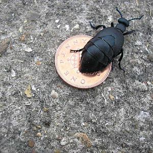A/T bug