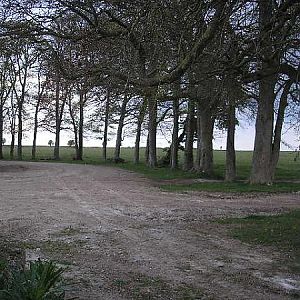 Beechesbarns beeches
