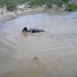 Cooldog