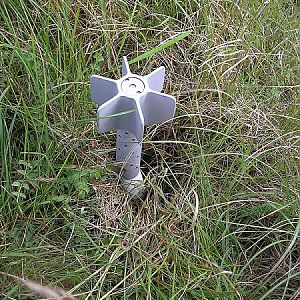 81mm mushroom