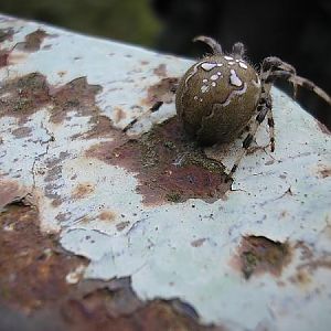 Anti tank spider