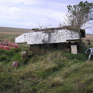 Another Sherman 2