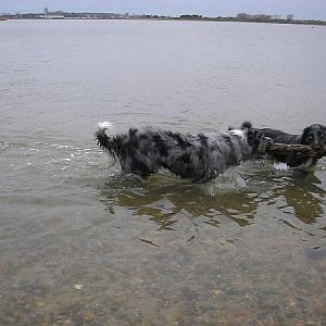 Ollie and Milo in Christchurch Harbour