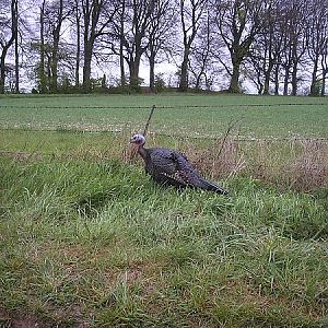 I know we have bustards out here but this aint one....