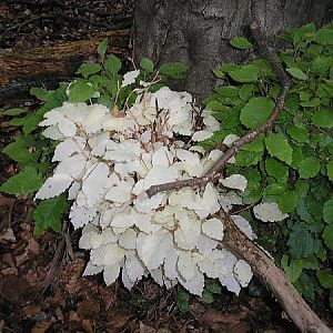 how mad is that!...albino beech tree?