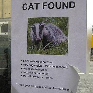 lost cat
