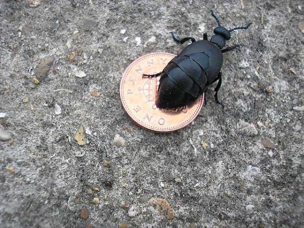A/T bug