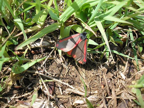 Andy..............????? this one has two spots and a stripe!