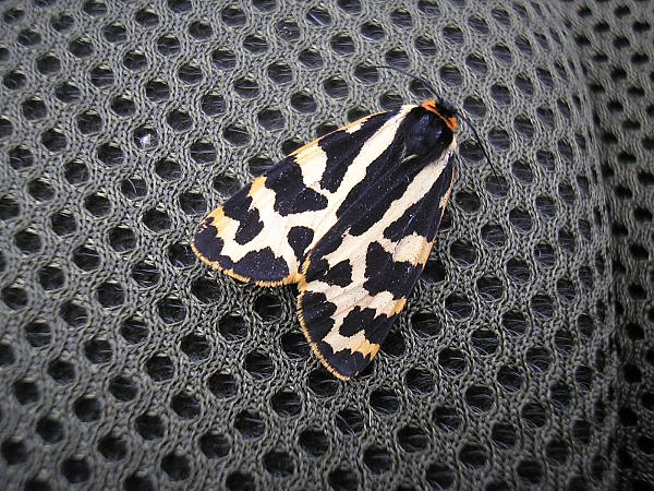 another one hitching a ride