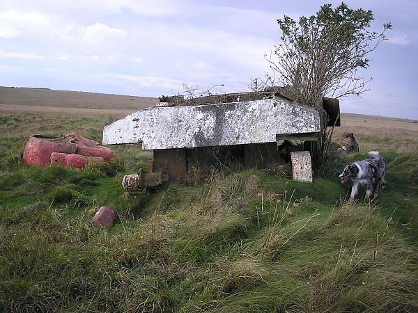 Another Sherman 2