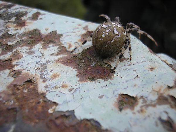 Anti tank spider