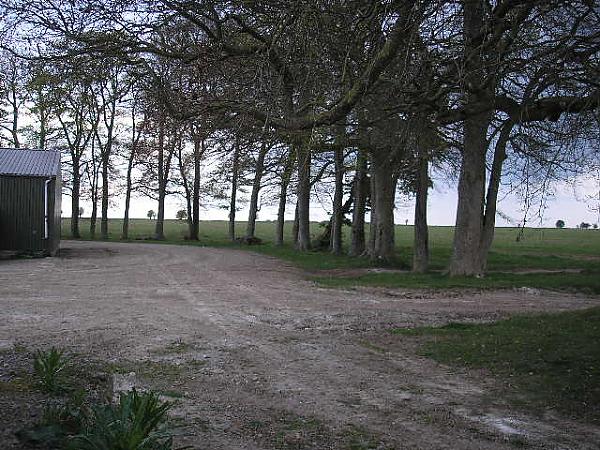 Beechesbarns beeches