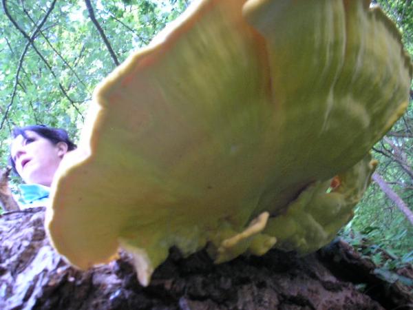 Elf And Toadstall