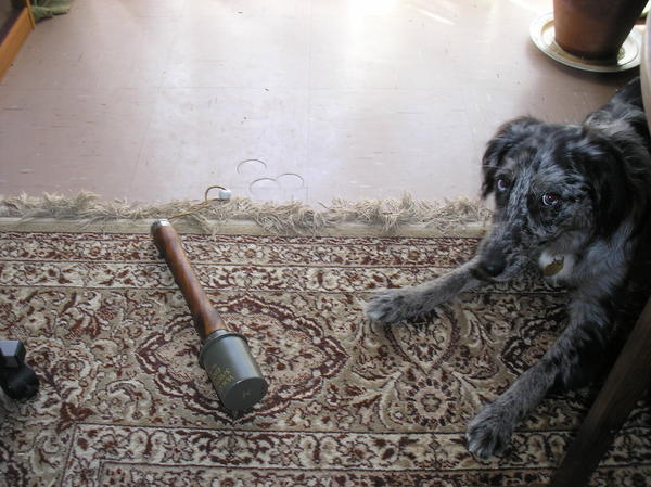 He's got bigger & faster! did'nt think he'd fetch it back so quick!!