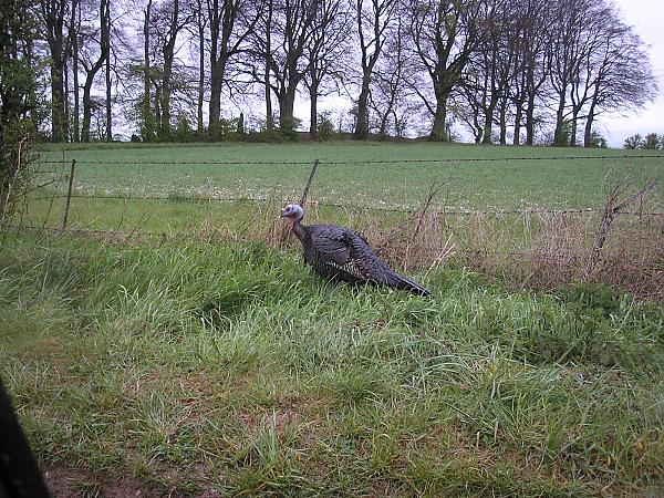 I know we have bustards out here but this aint one....