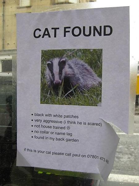 lost cat