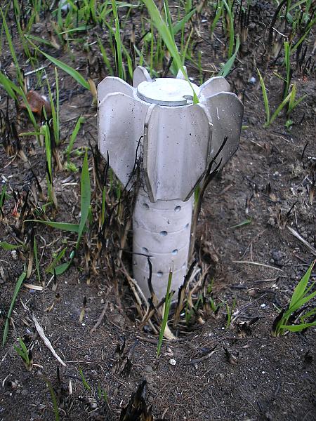 Odd looking mushrooms we get around here....