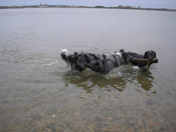 Ollie and Milo in Christchurch Harbour