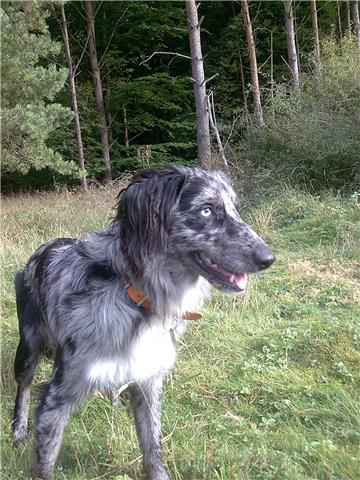 Ollie at Bulford ranges,he's nearly a year old now and does as he is told(mostly)