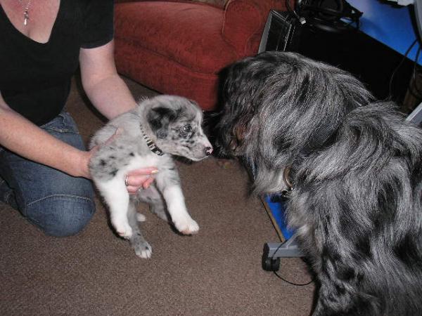 Ollie Meets His 'nipper' ,Milo For The First Time!
