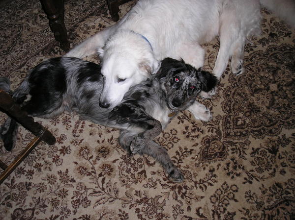 This is Casper our 16year old collie who thinks Ollie is a pillow