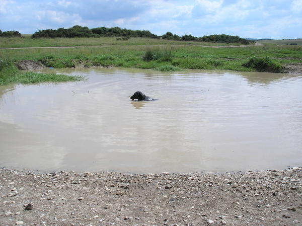 This is the puddle Ollie learnt to swim in...its actually a large impact crater.